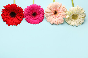 Beautiful gerbera flowers on blue background