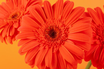 Beautiful gerbera flower on orange background, closeup