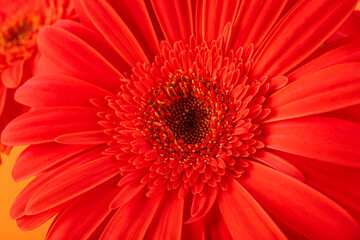 Beautiful gerbera flower, closeup