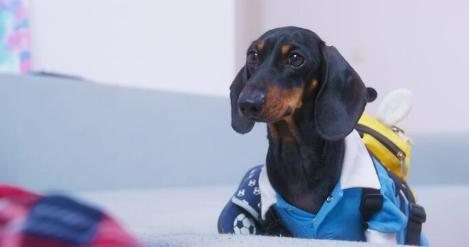 Dog in a school uniform a student with a backpack returns home from school jumps on the sofa with curiosity devotion looks. First grader comes home after school
