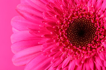 Beautiful gerbera flower on pink background, closeup