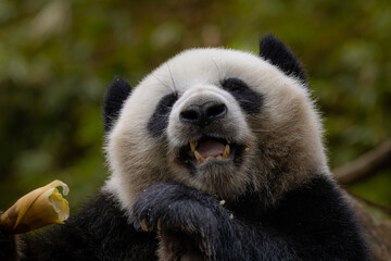 Portrait of a curious and friendly Giant Panda Bear during a close encounter in the Chengdu Panda...