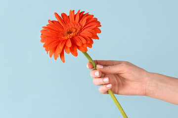 Female hand holding beautiful gerbera flower on blue background