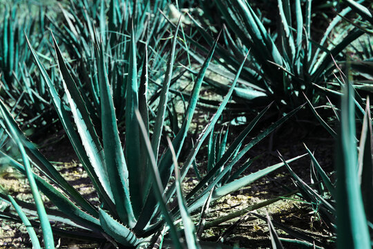 Closeup view of beautiful Agave plant growing outdoors