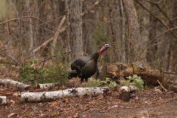 wild tom turkey in the woods