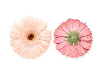 Poster Blooming gerbera flowers isolated on white background © Pixel-Shot