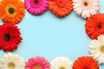 Frame made of beautiful gerbera flowers on blue background