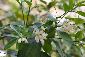 Beautiful white grapefruit flowers on tree outdoors