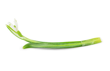 Beautiful snowdrop isolated on white background