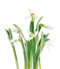 Beautiful snowdrops isolated on white background