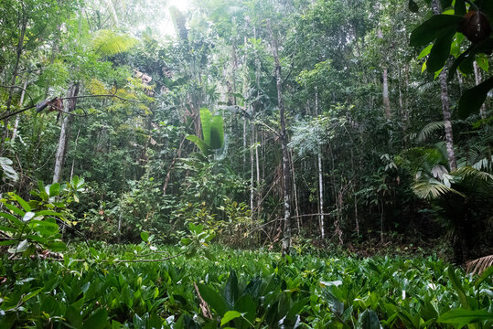 Im Amazonas Regenwald mit typischer Flora