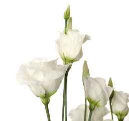 Branches of beautiful eustoma flowers on white background, closeup