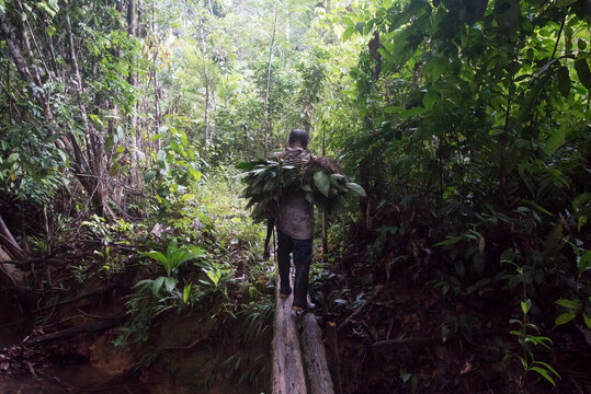 Indigener Landwirt mit Heilpflanzen auf Rücken im Regenwald