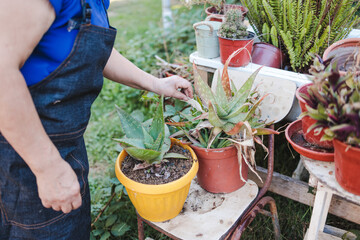 Unrecognizable senior farmer woman filling a flower pot with aloe vera plant in her organic garden