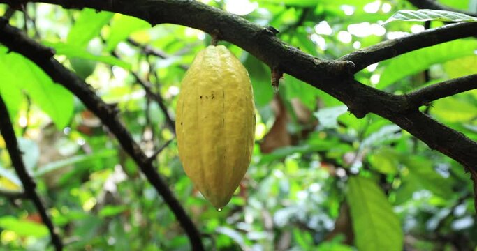 pod cacao species yellow in tree plantation. camera zoom out 4k video,