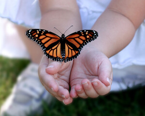 Butterfly in Child's Hands