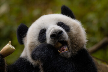 Hungry giant panda bear eating bamboo and bamboo leaf.