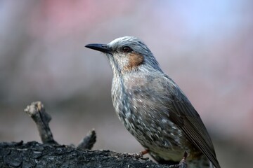 blackbird on a branch