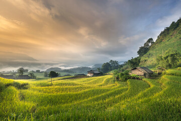 Fototapeta na wymiar Dawn on rice fields prepares the harvest at northwest Vietnam. Rice fields terraced of Hoang Su Phi, Ha Giang province, Vietnam. Vietnam landscapes