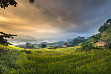Fototapeta premium Dawn on rice fields prepares the harvest at northwest Vietnam. Rice fields terraced of Hoang Su Phi, Ha Giang province, Vietnam. Vietnam landscapes