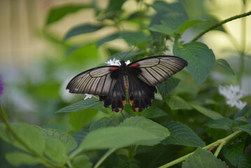 Black Butterfly