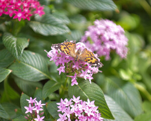 Orange Butterfly
