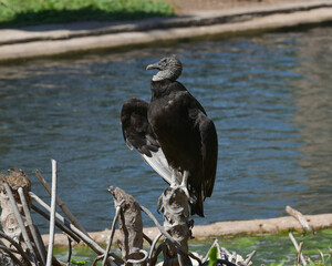 Black Vulture