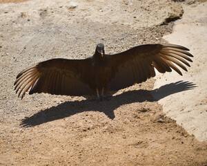 Black Vulture