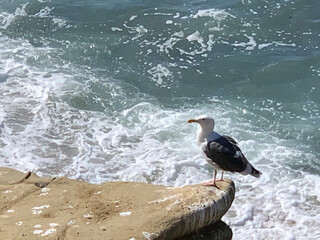 seagull on the beach