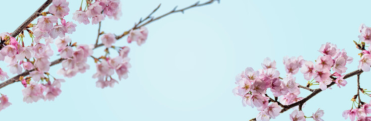 桜の花の背景テクスチャー