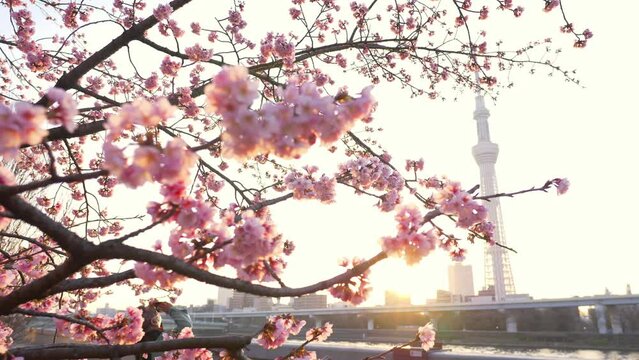 Sakura in downtown Tokyo, Tokyo Skytree with sakura blossom, capital of Japan tourist landmark, pink cherry blossom in Tokyo in spring