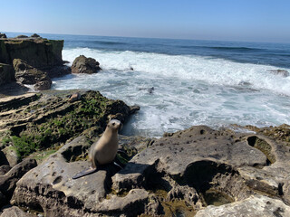 penguin on the beach