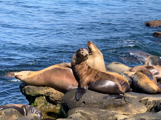 sea lions resting