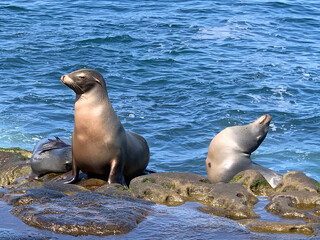 sea lion on a rock