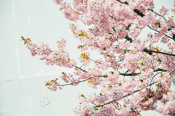 遊歩道の桜 