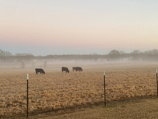 morning in the field
