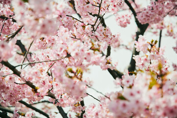 遊歩道の桜 