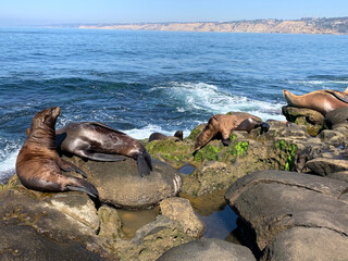 sea lions resting on a rock