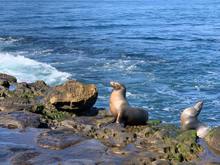 state sea lions