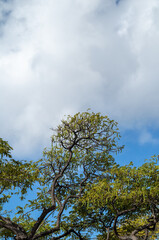 Twisted Hawaiian Keawe Tree with Fresh Green Shoots and Leaves in a Spring Rain Shower.