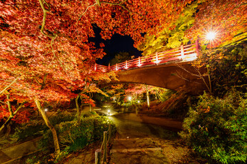 新潟県　弥彦公園　紅葉谷　紅葉