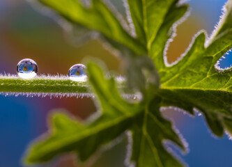 Water drops on a geranium stem close-up.