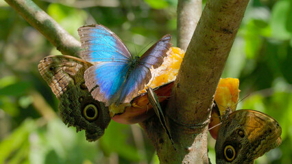 close up of a blue morpho butterfly opening wings while eats banana