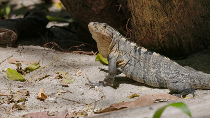 a black iguana, resting on the ground, turning its head