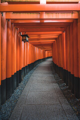 Beautiful Path filled with Red Japanese Tori Gates for a Zen Feel in a Secret Hideaway