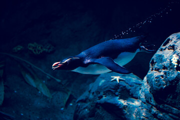 penguin swimming underwater at the zoo - Powered by Adobe