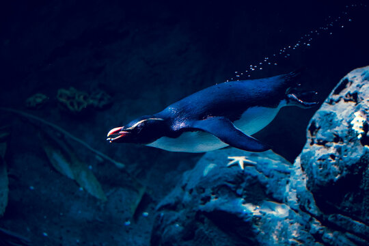 Penguin Swimming Underwater At The Zoo