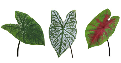 Caladium bicolor tree. Collection of exotic green leaf isolated on transparent background. The side of beautiful patterned leaves