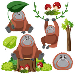 Set of orangutan cartoon character © blueringmedia