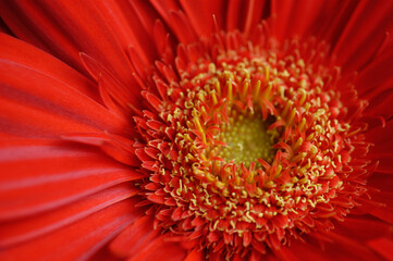 Red Gerbera Daisy